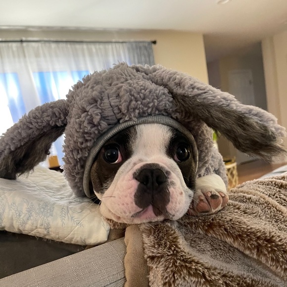 Meet your Posher, Galen - Picture 1 of 1